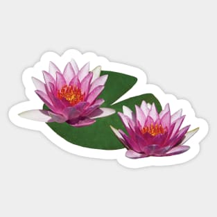 Water Lilies - Two Pink Water Lilies Sticker